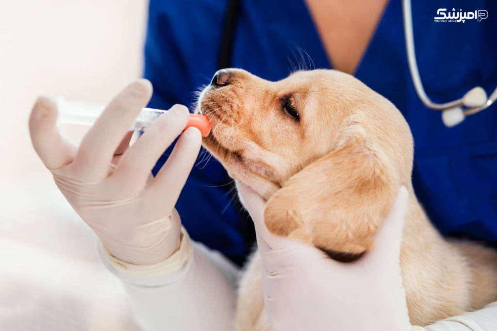 عوارض جانبی آنتی بیوتیک ها در سگ ها
