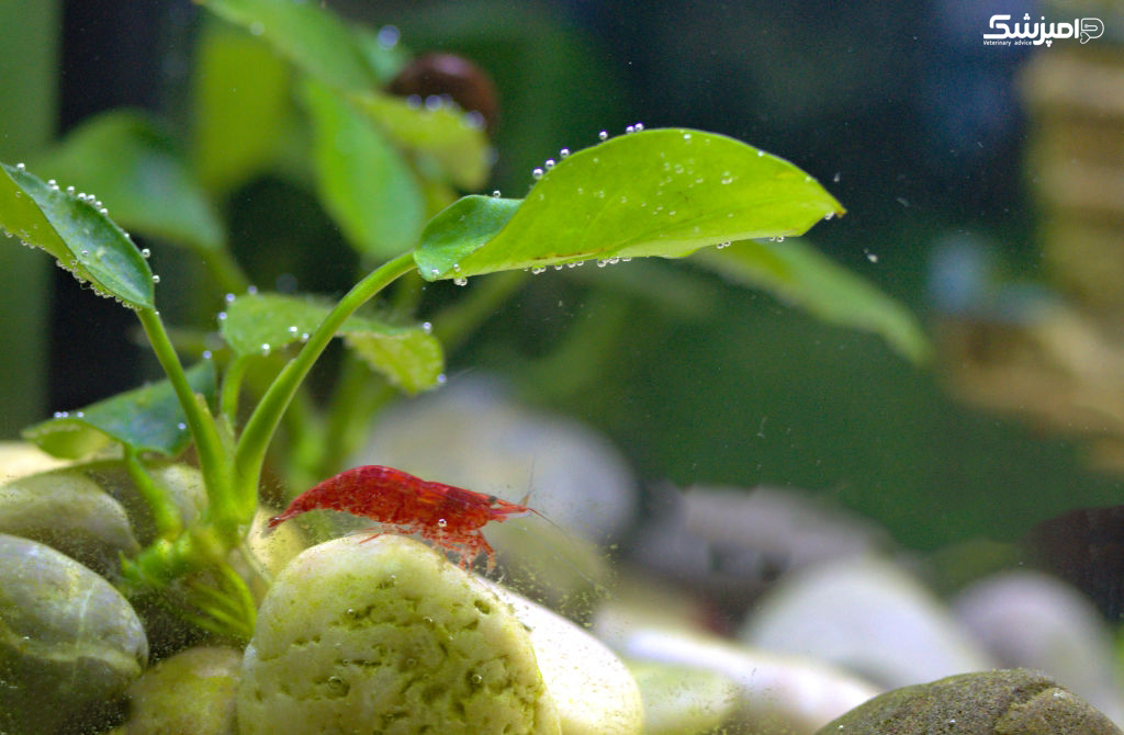 پرورش جلبک های بزرگ در آکواریوم آب شور 
