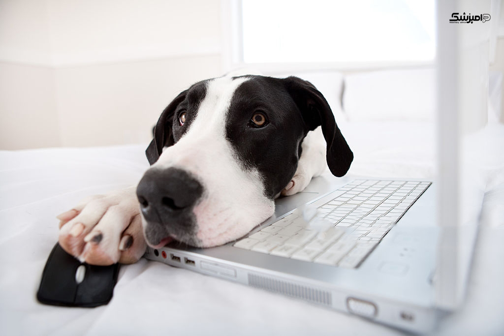 بهترین خدمات آنلاین مراقبت از حیوانات خانگی 