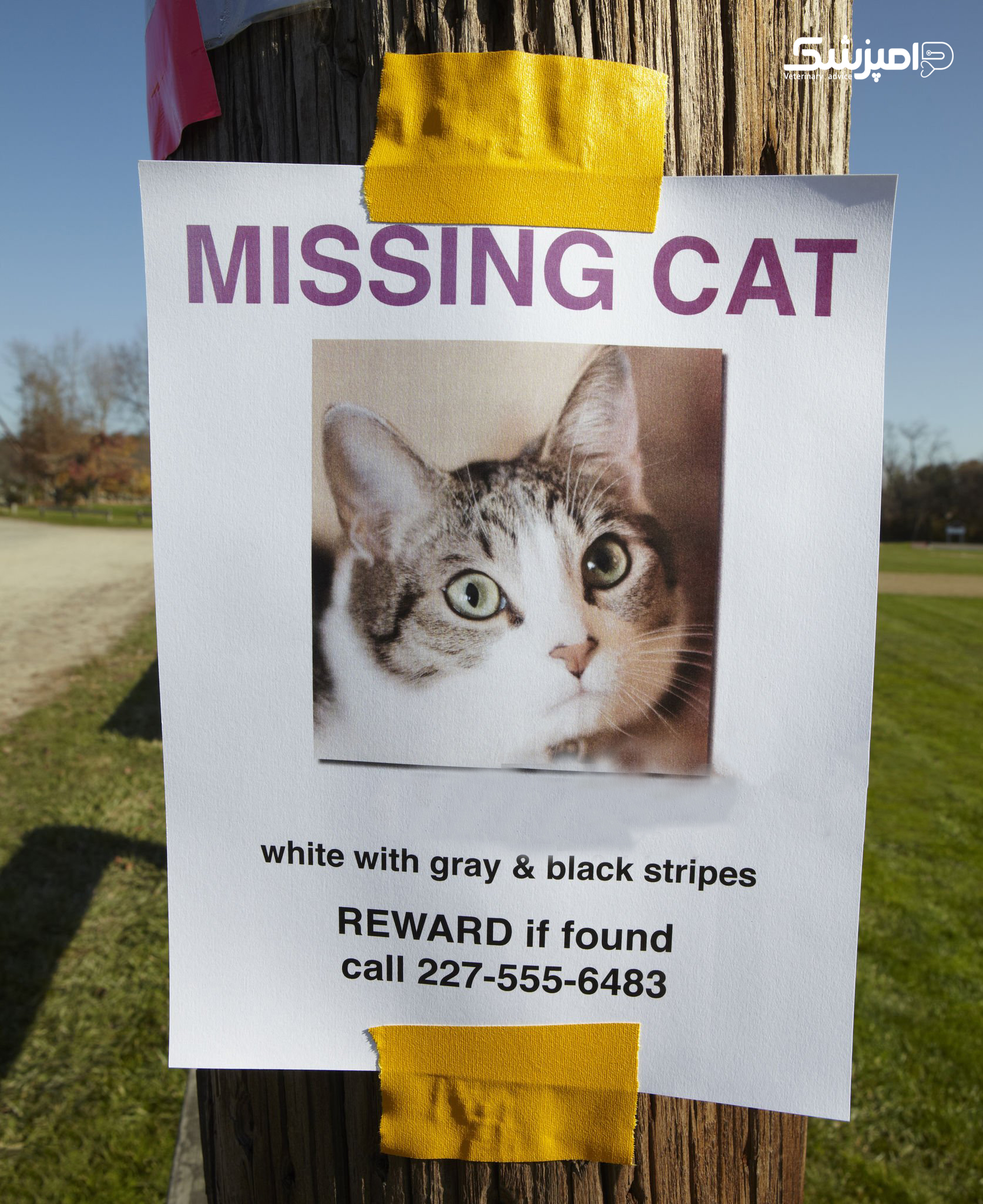 گربه گمشده
