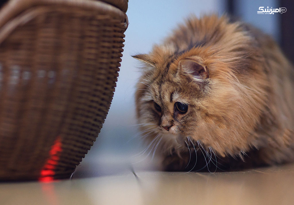 چرا گربه ها لیزر را تعقیب می کنند؟