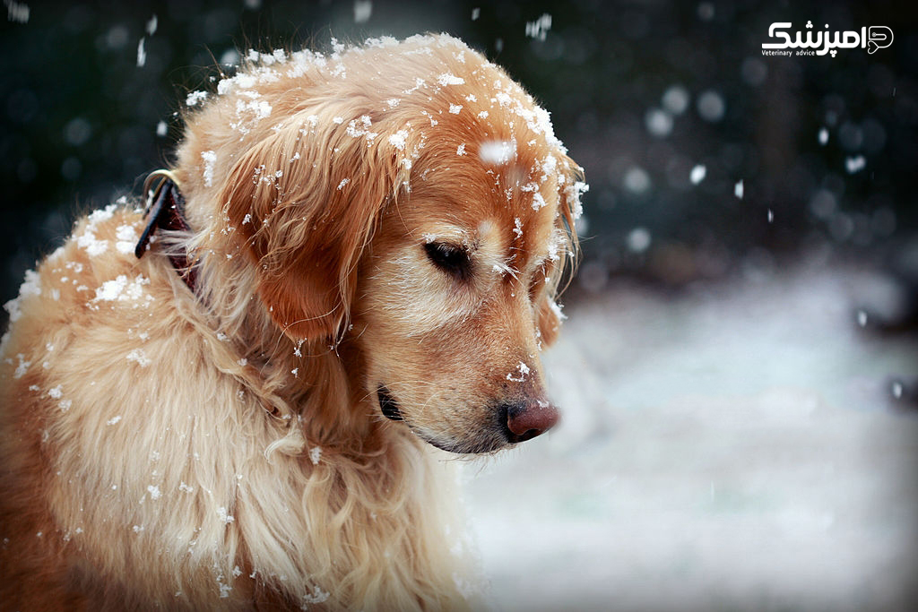 ورزش زمستانی برای سگ ها