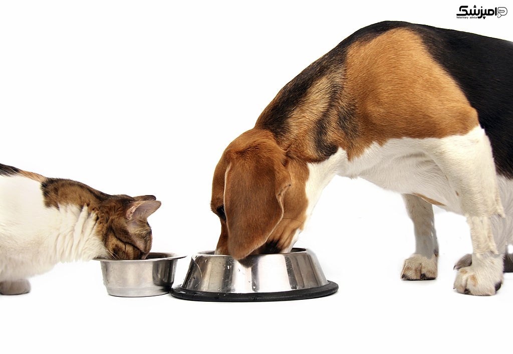 درگیری هنگام غذا خوردن سگ و گربه