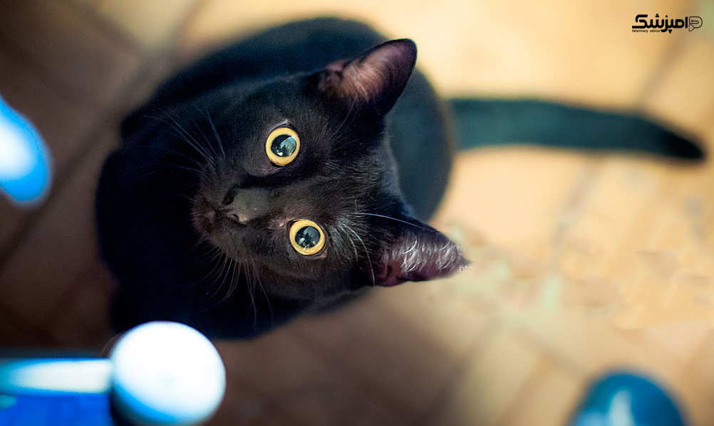 5 حقیقت شگفت انگیز در مورد گربه های سیاه