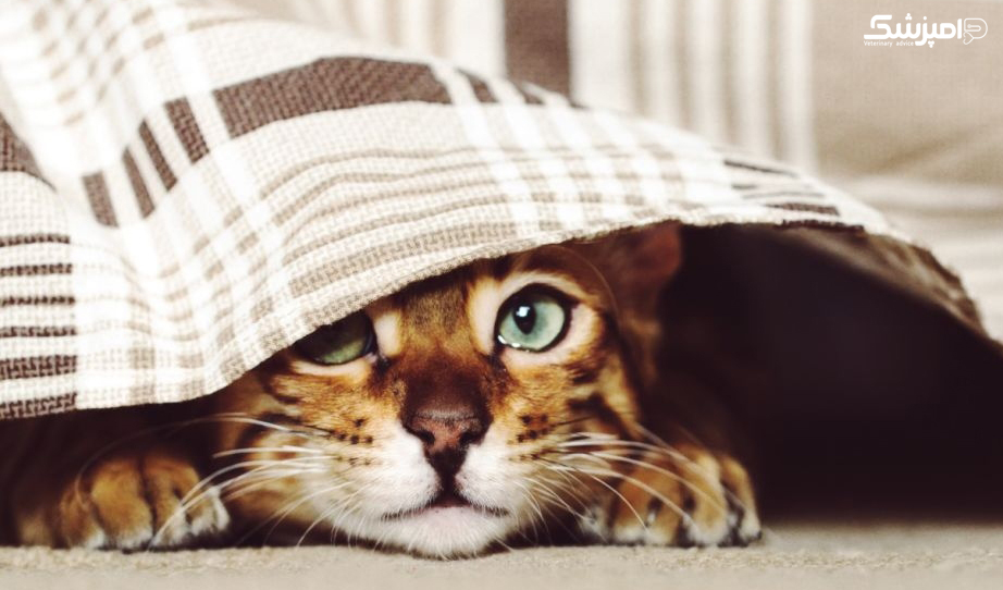 چرا گربه ها دوست دارند پنهان شوند؟