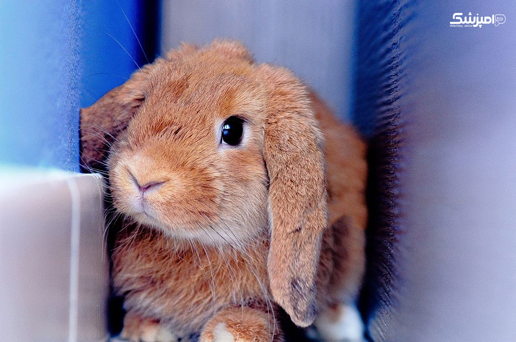 بیماری هموراژیک ویروسی خرگوش