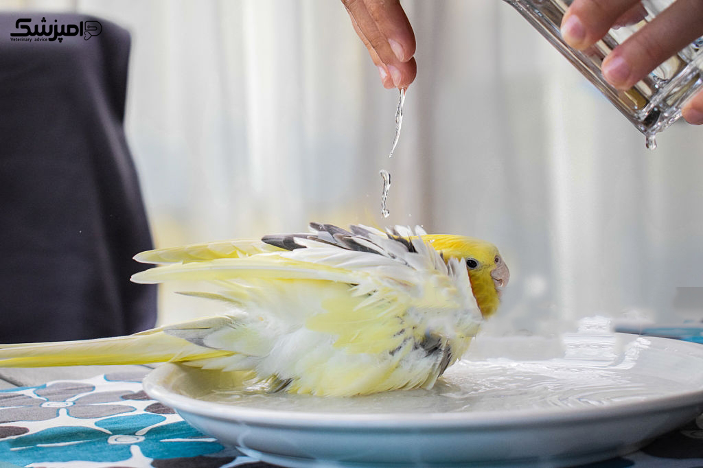 حمام کردن پرنده
