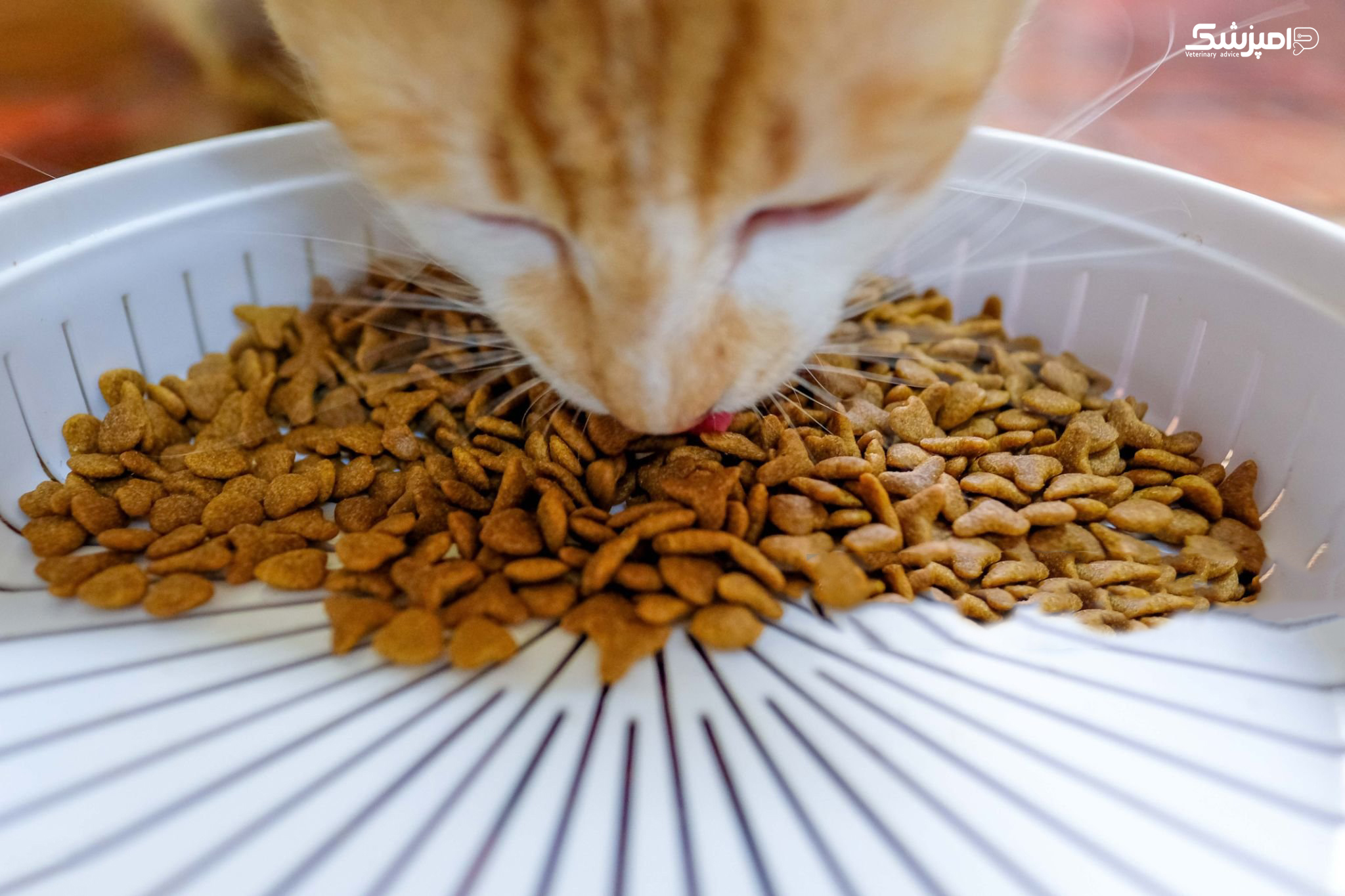 گربه ها چند روز می توانند بدون غذا بمانند؟