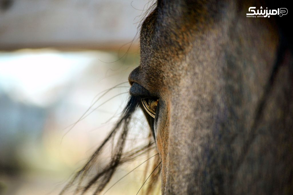 عفونت ها و آسیب های چشمی در اسب