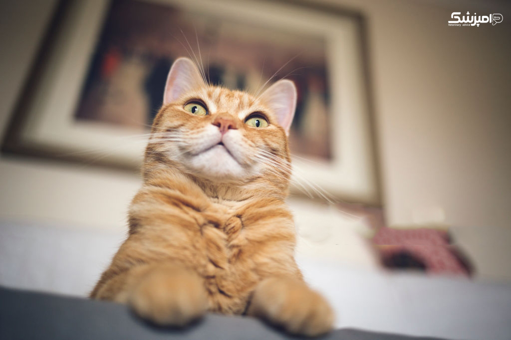 چرا گربه ها خیره می شوند؟