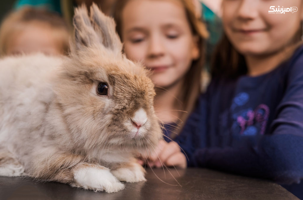 هزینه نگهداری از خرگوش خانگی چقدر است؟