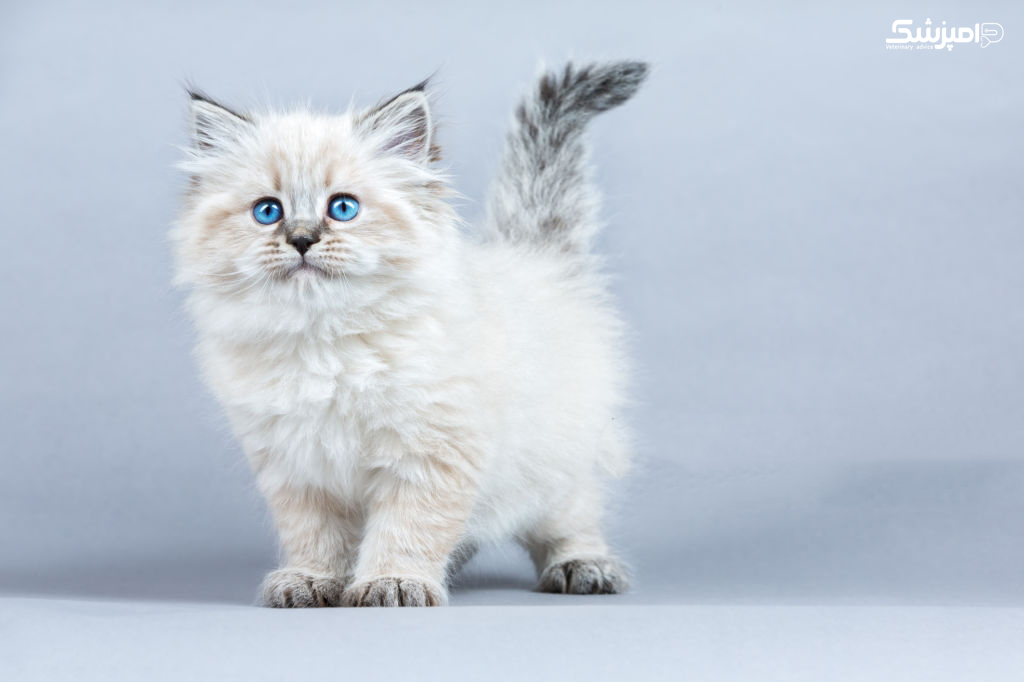 گربه سیبری