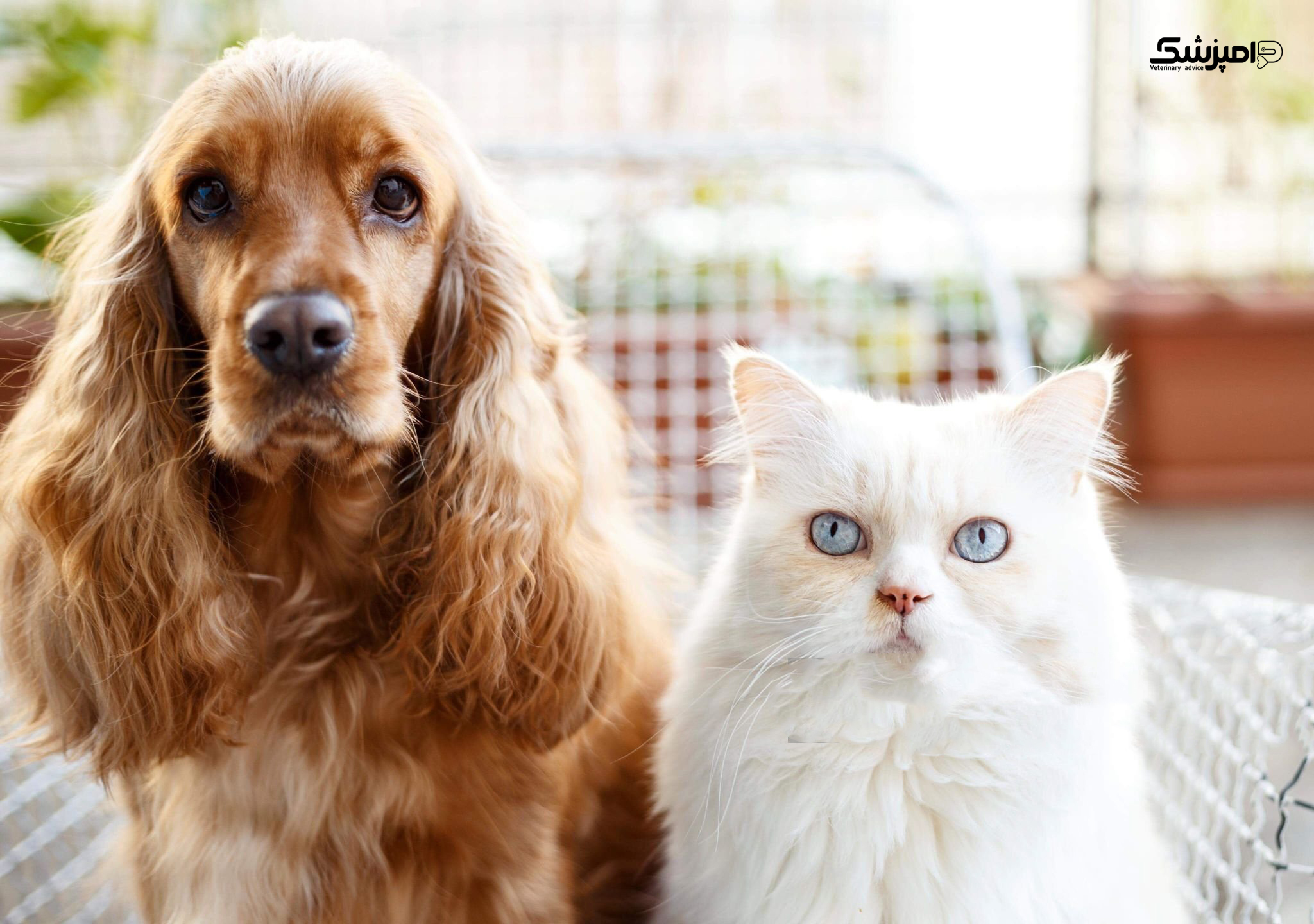 مسمومیت با پیاز در سگ و گربه