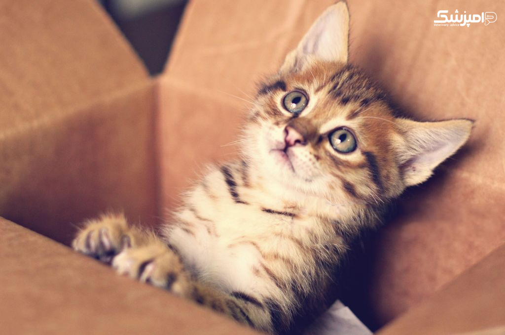 چرا گربه ها جعبه دوست دارند؟