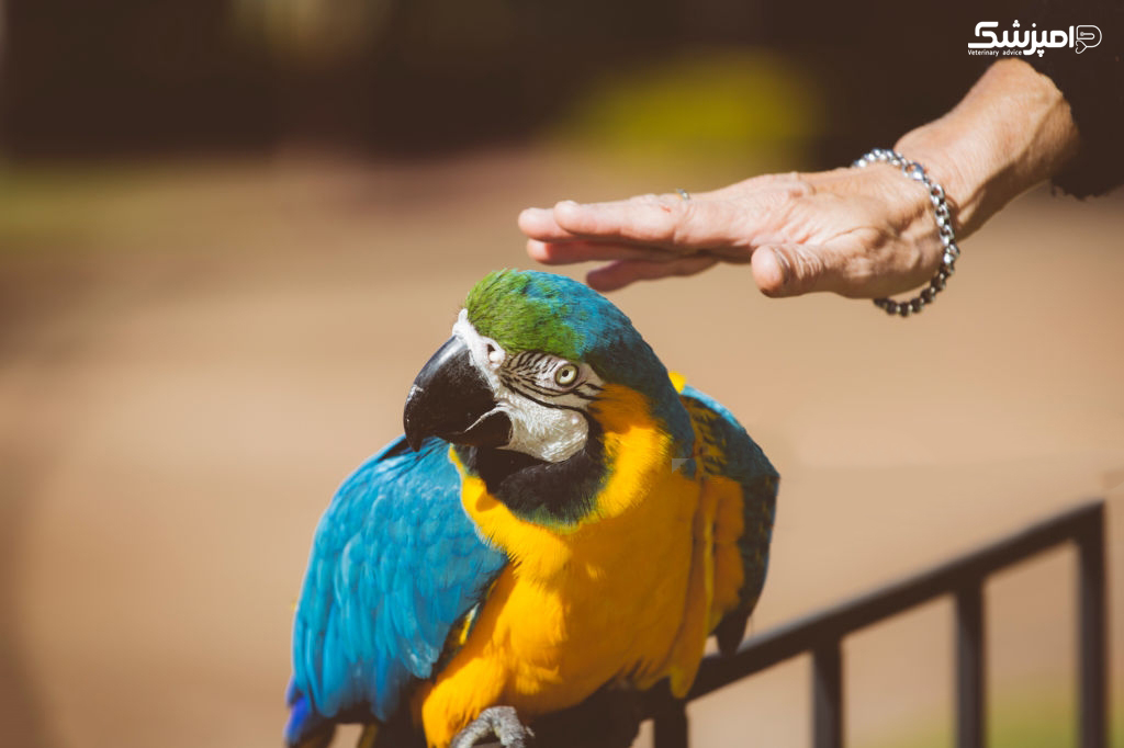 درمان پرندگان خانگی