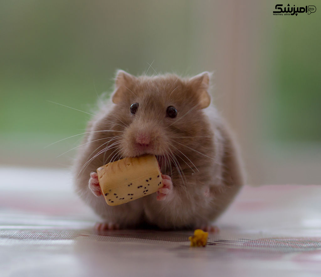 آیا همسترها می توانند پنیر بخورند؟