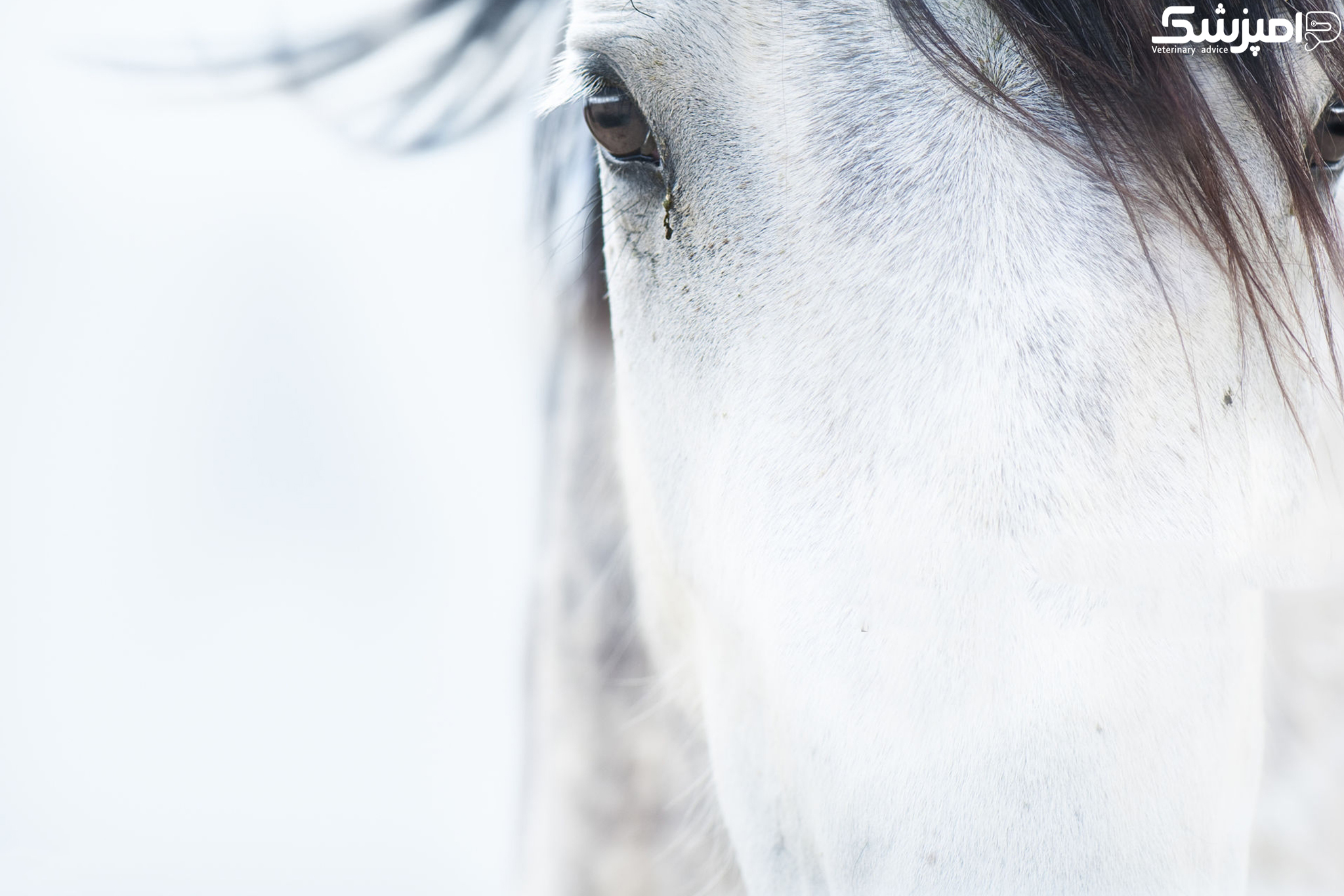افزایش امیدها برای درمان سرطان چشم در اسب سانان
