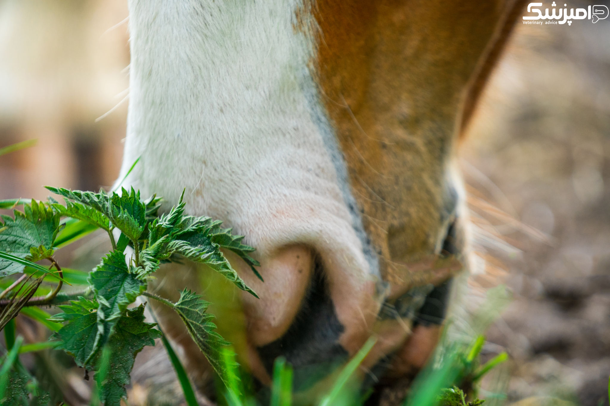 بوی اسطوخودوس سبب کاهش استرس اسب ها می شود 