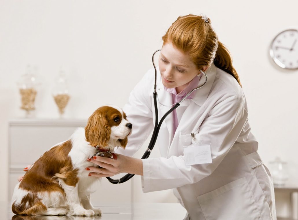 چگونه یک دامپزشک مناسب برای سگ خود انتخاب کنیم ؟