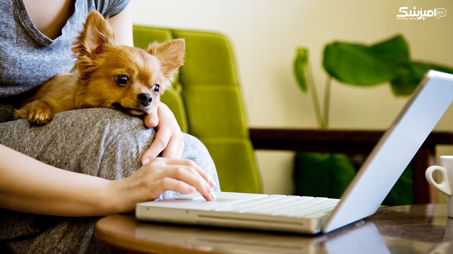 مراقبت آنلاین سلامت سگ ها