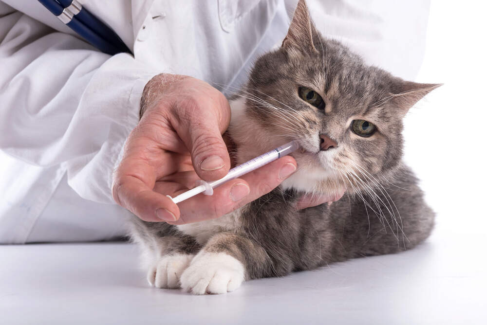 چگونه به گربه خود دارو بدهید