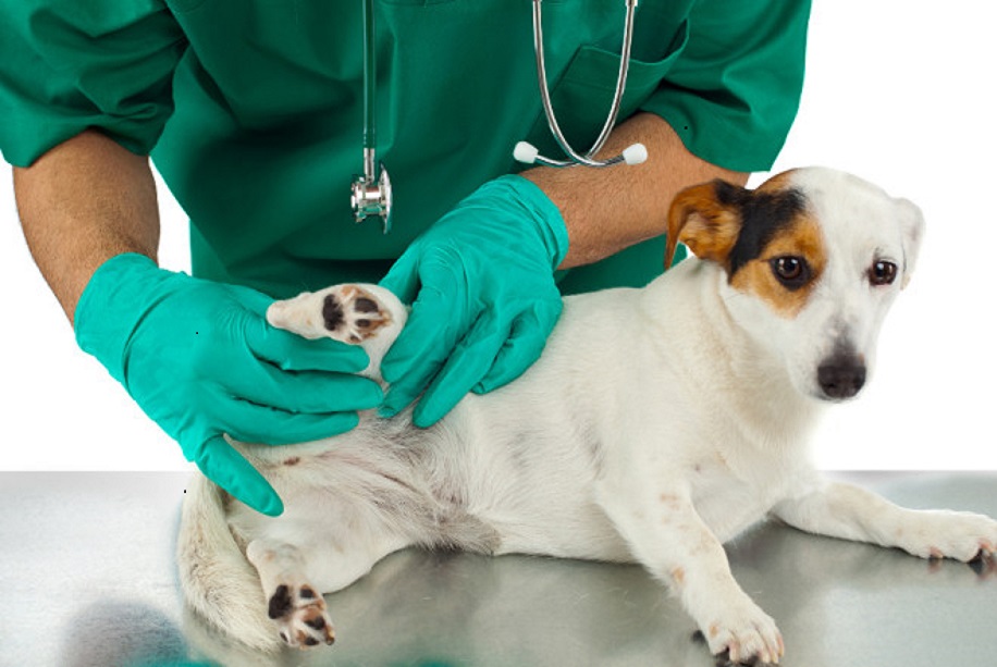 دیسپلازی هیپ در سگ ها  و راه های درمان آن
