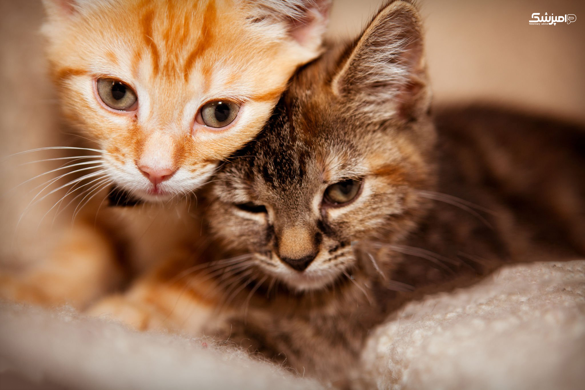بیماری های کبدی رایج در گربه ها