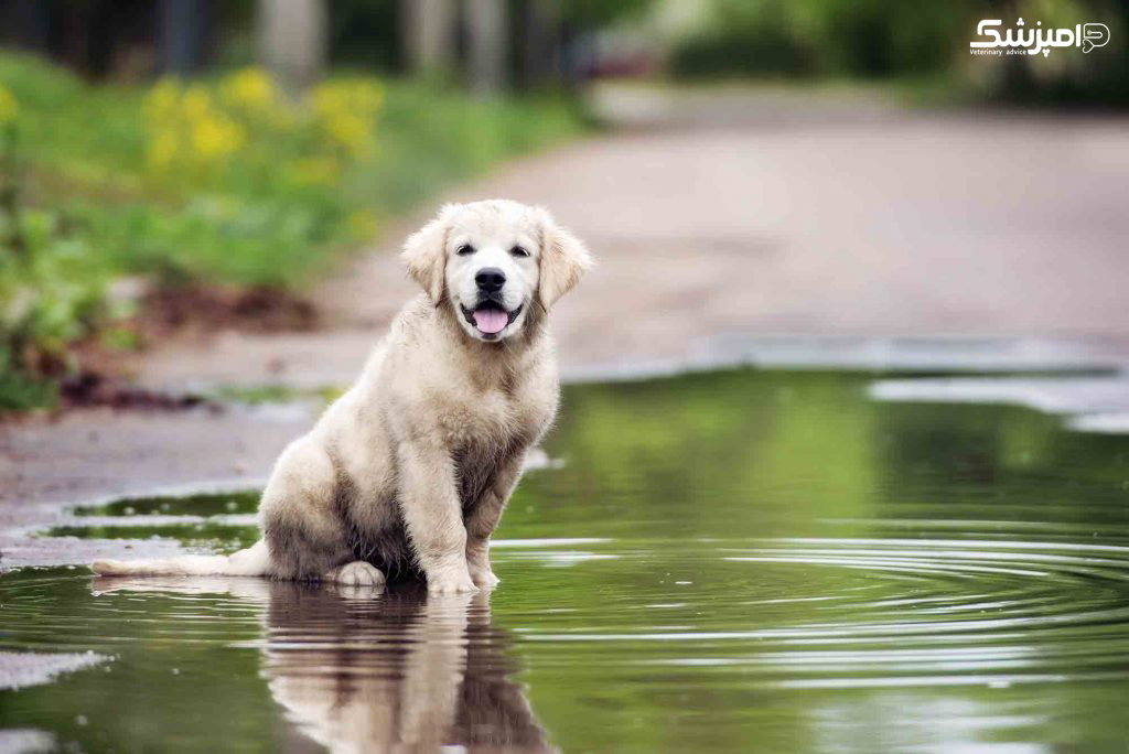 علائم ، علل و درمان استفراغ در سگ ها   