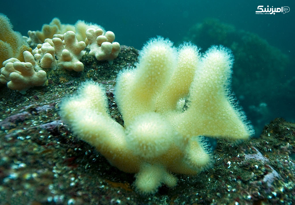 مرجان های صخره ای