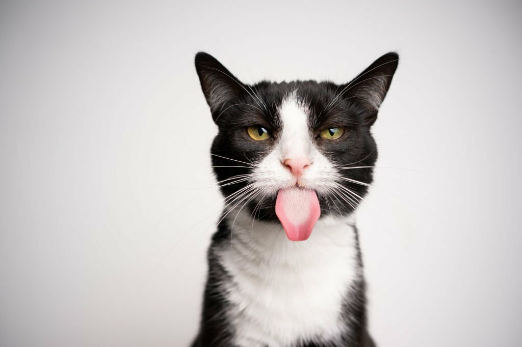 استفاده از مالت در گربه ها-چرا و چگونه؟
