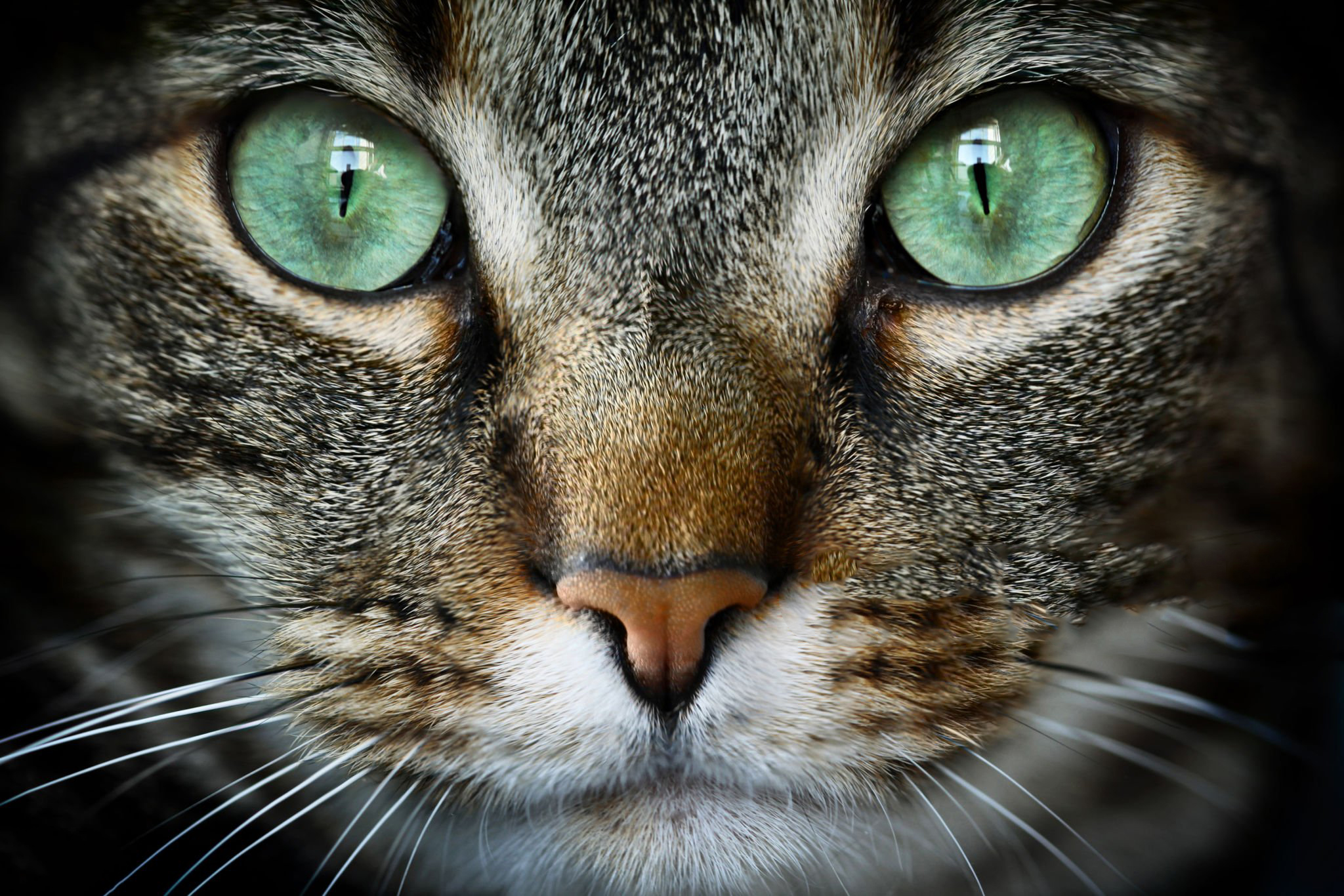 علل ایجاد زخم قرنیه در گربه ها