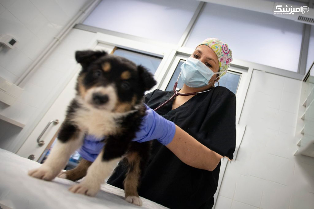 امید جدید برای سگهای مبتلا به سرطان