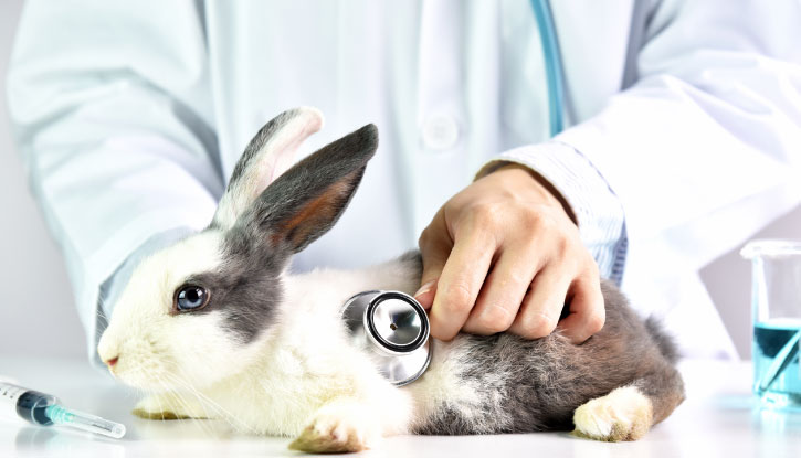 دامپزشکی آنلاین خرگوش
