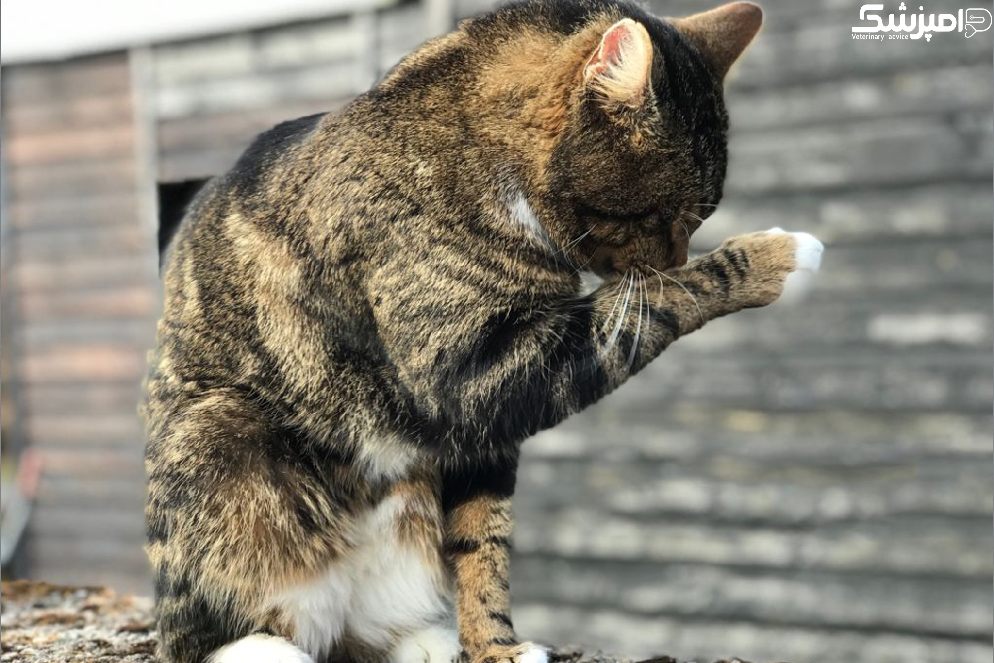 علت لیس زدن در گربه ها