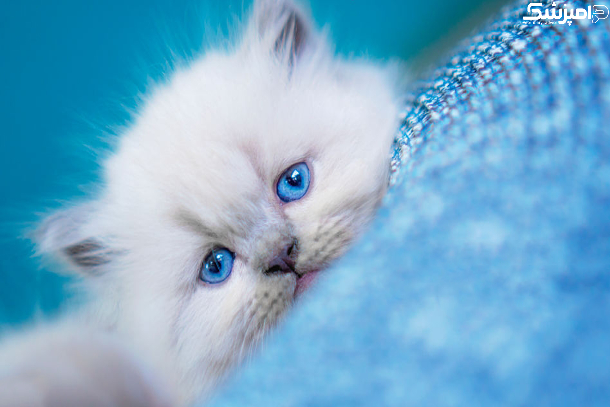 معرفی 11 نژاد برتر گربه های خانگی(بخش نخست)