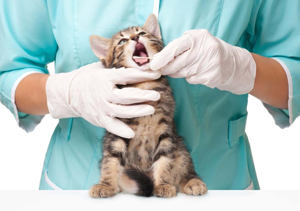 دندانپزشکی حیوانات خانگی 