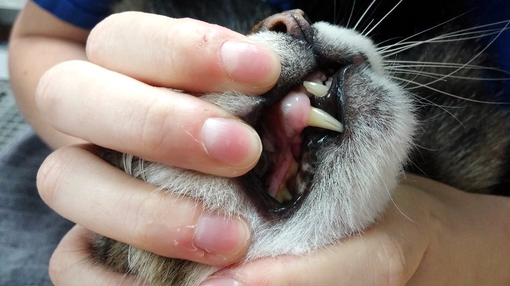 شکستگی دندان در گربه ها