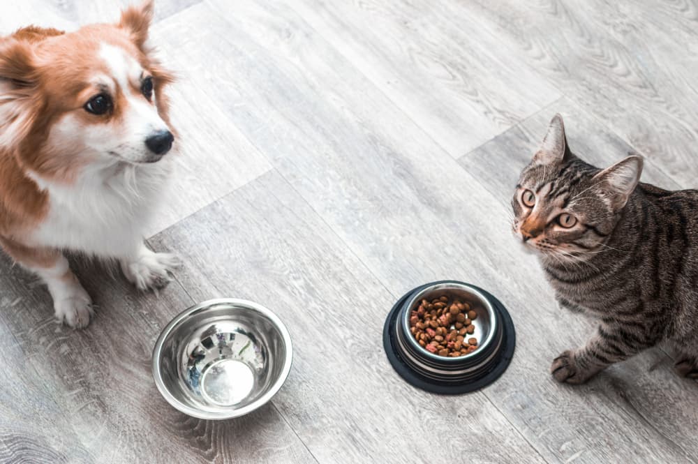مصرف پروبیوتیک در حیوانات خانگی