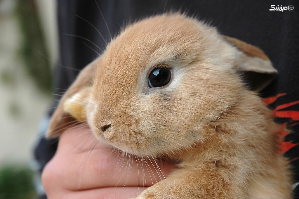 مشکلات چشمی در خرگوش ها