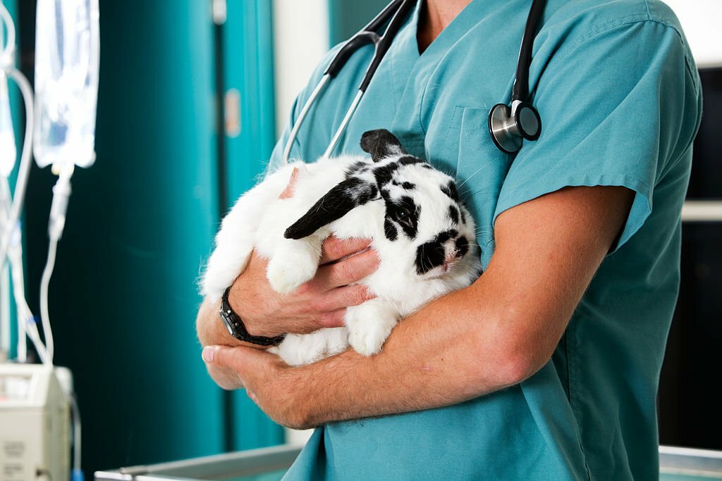 چگونگی تامین بهداشت پوست خرگوش ها