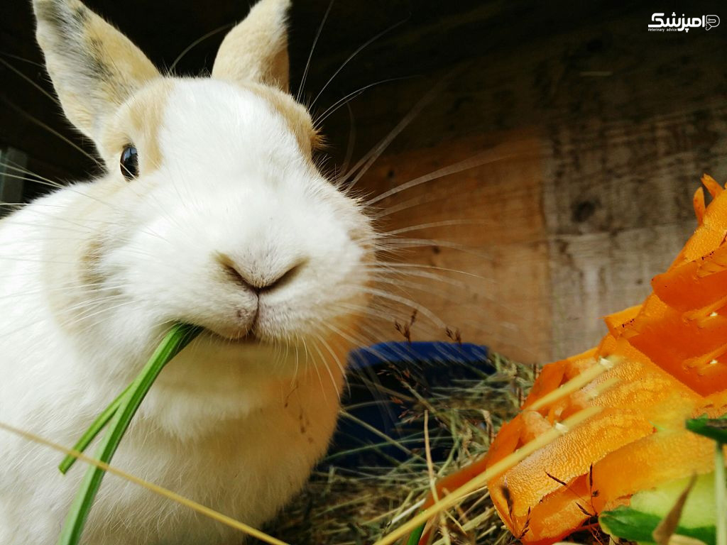 نکاتی در مورد تغذیه خرگوش ها