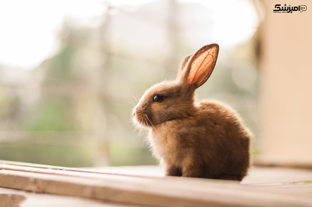 پیشگیری مشکلات چشمی خرگوش 