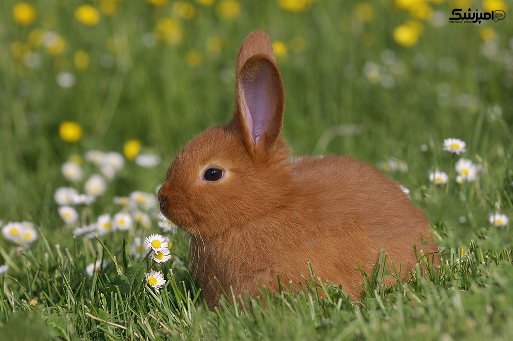 خرگوشهای خانگی چقدر عمر می کنند؟