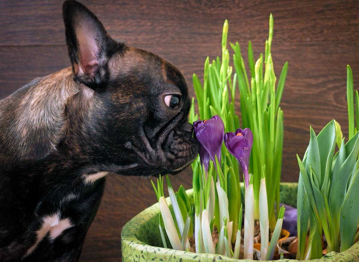 آیا زعفران برای سگ و گربه خطرناک است؟