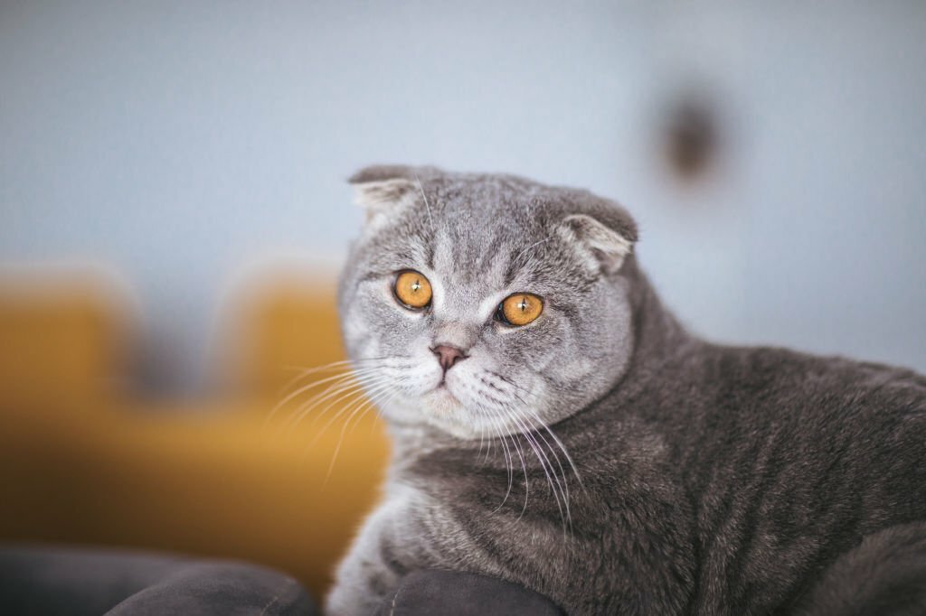 گربه اسکاتیش: تاریخچه،خصوصیات ظاهری و رفتاری