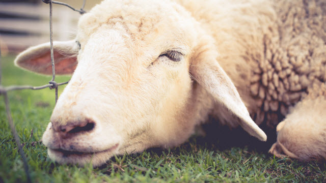 با مهمترین بیماری های گوسفندان آشنا شوید