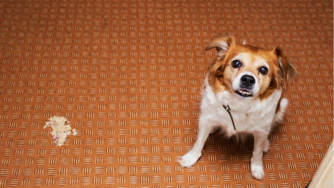 سندروم استفراغ در سگ ها
