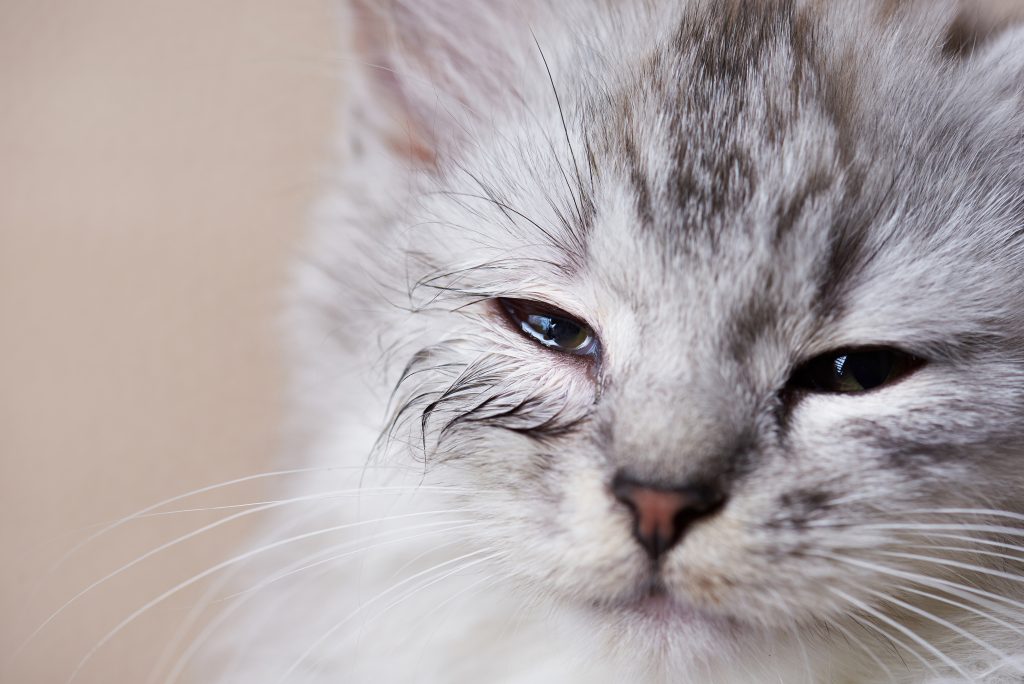  حساسیت در گربه  ها