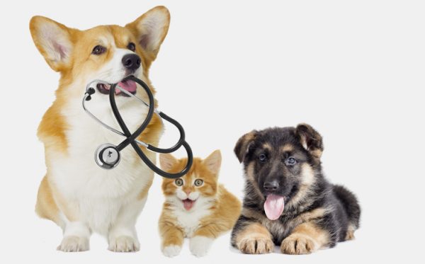 راهکارهایی برای انتخاب کلینیک دامپزشکی مناسب حیوانات خانگی