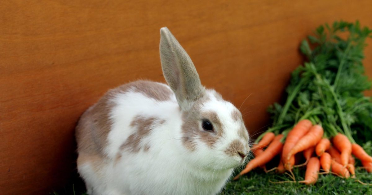 کدام گیاهان برای خرگوش سمی هستند؟